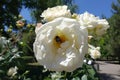 Bumble bee pollinating white rose Royalty Free Stock Photo