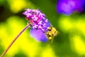 Bumble Bee Pollination Royalty Free Stock Photo