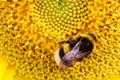 Bumble bee pollinator collecting pollen on the disc surface of a yellow fresh sunflower