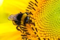 Bee and flower. Bumble bee pollinator collecting pollen of yellow fresh sunflower during Spring and Summer close up macro Royalty Free Stock Photo