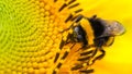 Bee and flower. Honey bee pollinator collecting pollen on the disc surface of a yellow fresh sunflower water drops Spring Summer