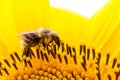 Bumble bee pollinator collecting pollen on the surface of a yellow fresh sunflower Royalty Free Stock Photo