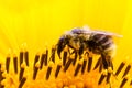 Bumble bee pollinator collecting pollen on the surface of a yellow fresh sunflower extreme macro Royalty Free Stock Photo