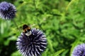 Bumble-bee on prickly bloom Royalty Free Stock Photo