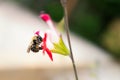 Bumble bee in profile feeding on a pinky red flower of a Salvia plant