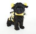 Bumble Bee Puppy Royalty Free Stock Photo