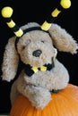 Bumble bee puppy. Royalty Free Stock Photo