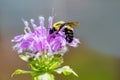 Bumble bee on a purple bee balm flower Royalty Free Stock Photo