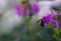 Bumble bee on purple bees balm flower Royalty Free Stock Photo