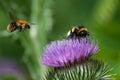 Bumble bee on a purple blooming thistle Royalty Free Stock Photo