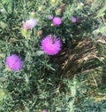 bumble bee on a purple blooming thistle Royalty Free Stock Photo