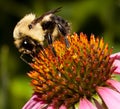 Bumble Bee On A Purple Cone Flower