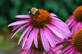 Bumble Bee on Purple Coneflower Royalty Free Stock Photo