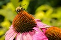 Bumble Bee on a Purple Coneflower Royalty Free Stock Photo