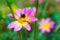 Bumble bee on the purple Cosmos flower Royalty Free Stock Photo