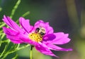 Bumble bee on purple cosmos flower Royalty Free Stock Photo