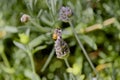 Bumble bee purple flower Royalty Free Stock Photo