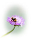Bumble bee on purple flower Royalty Free Stock Photo