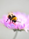 Bumble bee on purple flower Royalty Free Stock Photo