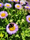 Bumble bee on purple flower Royalty Free Stock Photo