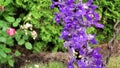 A bumble Bee on a purple flower