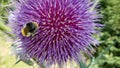 Bumble bee with purple flower Royalty Free Stock Photo