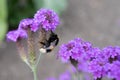 Bumble bee in purple flower in summer time Royalty Free Stock Photo