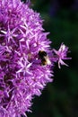 Bumble bee on purple flowers Royalty Free Stock Photo
