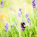 Bumble bee on purple lavender flowers Royalty Free Stock Photo