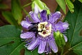Bumble bee with a purple passion flower Royalty Free Stock Photo