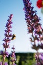 Bumble bee on purple Salvia flowers