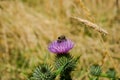 Bumble bee on purple Scotch thistle flower Royalty Free Stock Photo