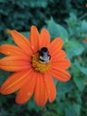 Bumble-bee on a rainy summer day Royalty Free Stock Photo