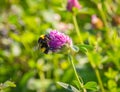 Bumble bee on a red clover flower Royalty Free Stock Photo