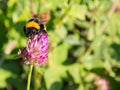 Bumble bee on a red clover flower Royalty Free Stock Photo