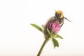 Bumble Bee on Red Clover - Isolated on White