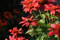 Bumble Bee on red coneflower Royalty Free Stock Photo