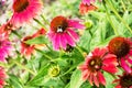 Bumble-bee and red rudbeckia flowers in the garden, vibrant colo Royalty Free Stock Photo