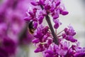 Bumble-bee on redbud flowers Royalty Free Stock Photo