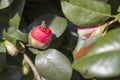 Bumble bee on a rose bud Royalty Free Stock Photo