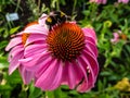 Bumble bee on rounded spiny center of the Coneflower head blooming in summer Royalty Free Stock Photo