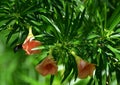 Carpentar bee and saffron flower in dark green nature background Royalty Free Stock Photo