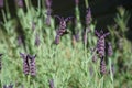 Bumble bee sampling Spanish lavender - horizontal Royalty Free Stock Photo