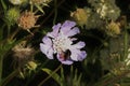 bumble bee scabious flower