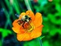 Bumble Bee Orange Iceland Poppy