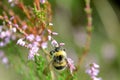 Bumble bee sits in blooming violet heather