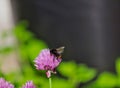 Bumble Bee Sits on Chives