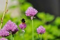 Bumble Bee Sits on Chives