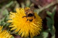 Bumble bee sits on a dandelion flower.