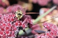 A bumble bee sits on a pink sedum plant